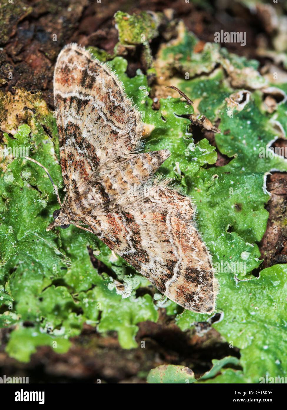 Ailes Brindled du géomètre de carlin à double rayures UK Garden Moth, Gymnoscelis rufifasciata Banque D'Images Ailes Brindled du géomètre de carlin à double rayures UK Garden Moth, Gymnoscelis rufifasciata Banque D'Images