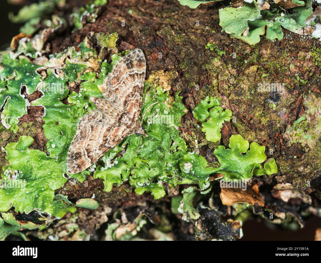 Ailes Brindled du géomètre de carlin à double rayures UK Garden Moth, Gymnoscelis rufifasciata Banque D'Images Ailes Brindled du géomètre de carlin à double rayures UK Garden Moth, Gymnoscelis rufifasciata Banque D'Images