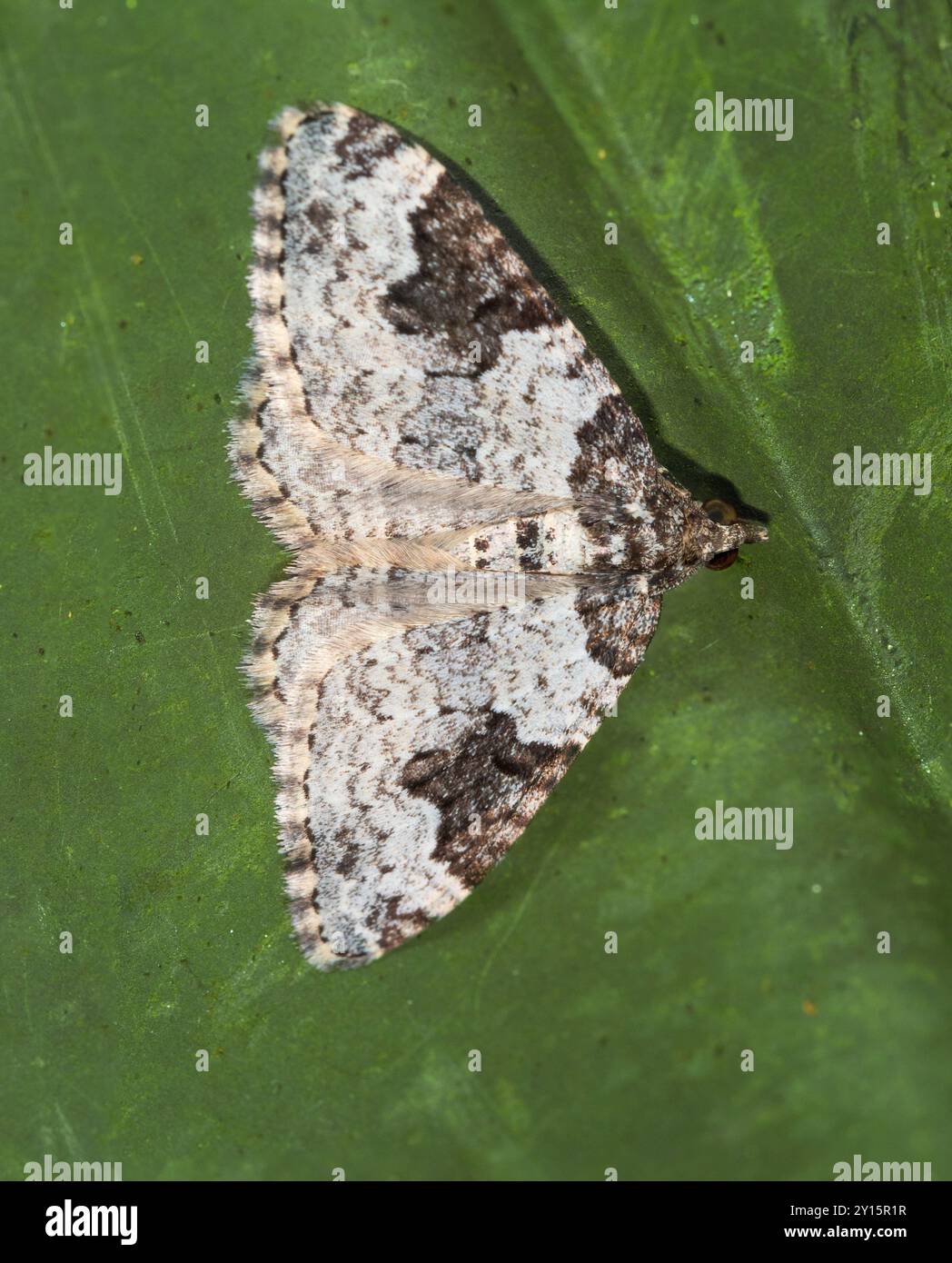 Brindle et blanc des ailes déployées du géomètre britannique Common Carpet Moth, Xanthorhoe fluctuata Banque D'Images Brindle et blanc des ailes déployées du géomètre britannique Common Carpet Moth, Xanthorhoe fluctuata Banque D'Images