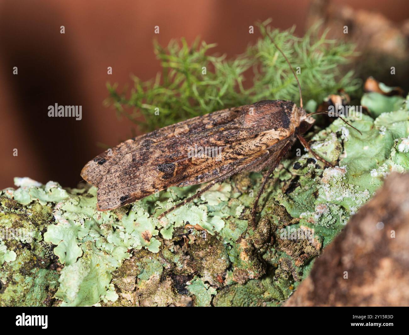 Vue latérale d'un grand papillon jaune sous-aile, Noctua pronuba, dans un jardin de Plymouth, Royaume-Uni Banque D'Images