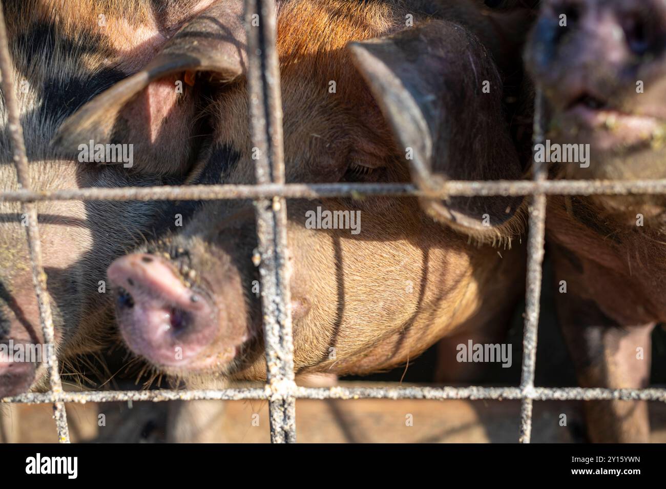 Un groupe de cochons, inscrit dans une enceinte en fil de fer, regarde curieusement le spectateur. Leurs museaux sont pressés contre les barres de métal, leurs oreilles penchées en avant. Banque D'Images