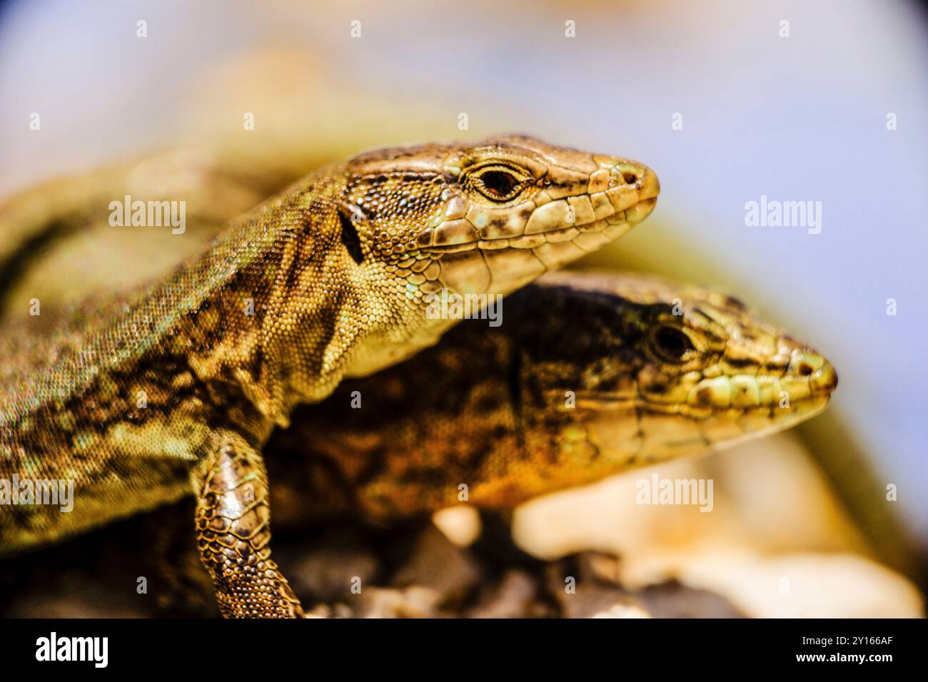 'Sargantana', lézard indigène, Podarcis lilfordi giglioli. Parc naturel de sa Dragonera. Dragonera Island. Montagnes Tramuntana. Majorque. Îles Baléares. Espagne. Banque D'Images