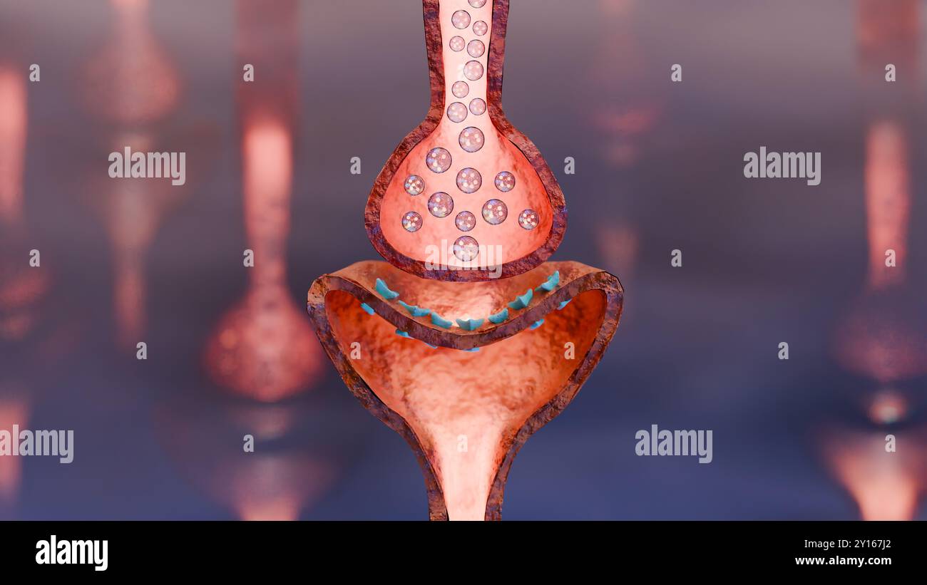 Récepteurs muscariniques de l'acétylcholine, sarcolemme des fibres musculaires, neurotransmetteur ou jonction neuromusculaire, cycle de libération d'ACh dans la myasthénie grave, No Banque D'Images