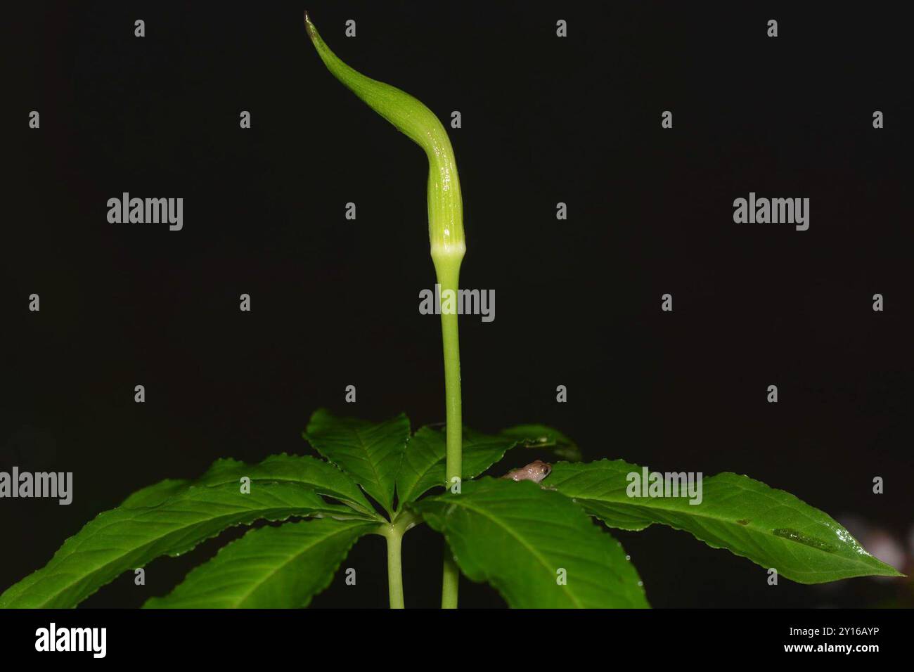 (Arisaema tortuosum sivadasanii) Plantae Banque D'Images