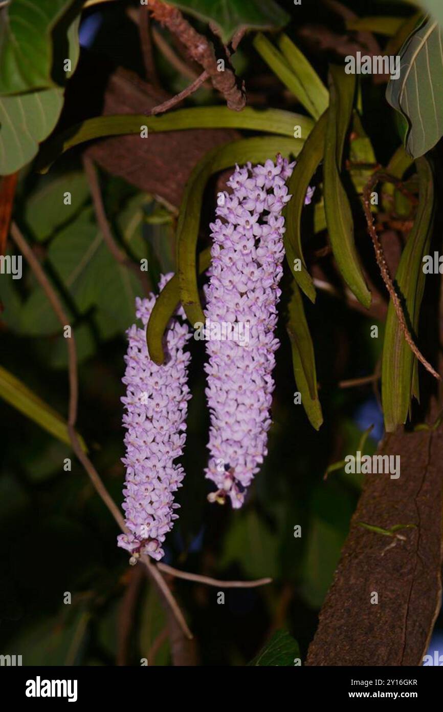 Orchidée Foxtail (Rhynchostylis retusa) Plantae Banque D'Images