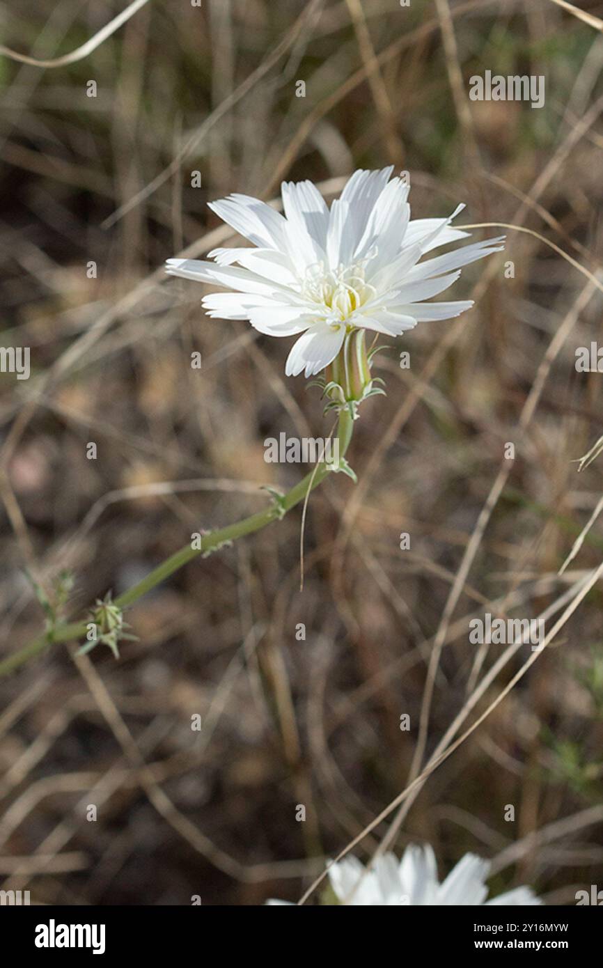 Chicorée du désert (Rafinesquia neomexicana) Plantae Banque D'Images