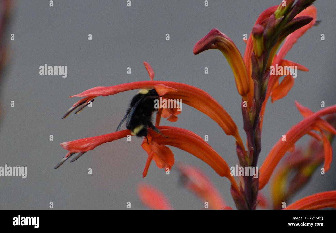 Drapeau africain (Chasmanthe floribunda) Plantae Banque D'Images