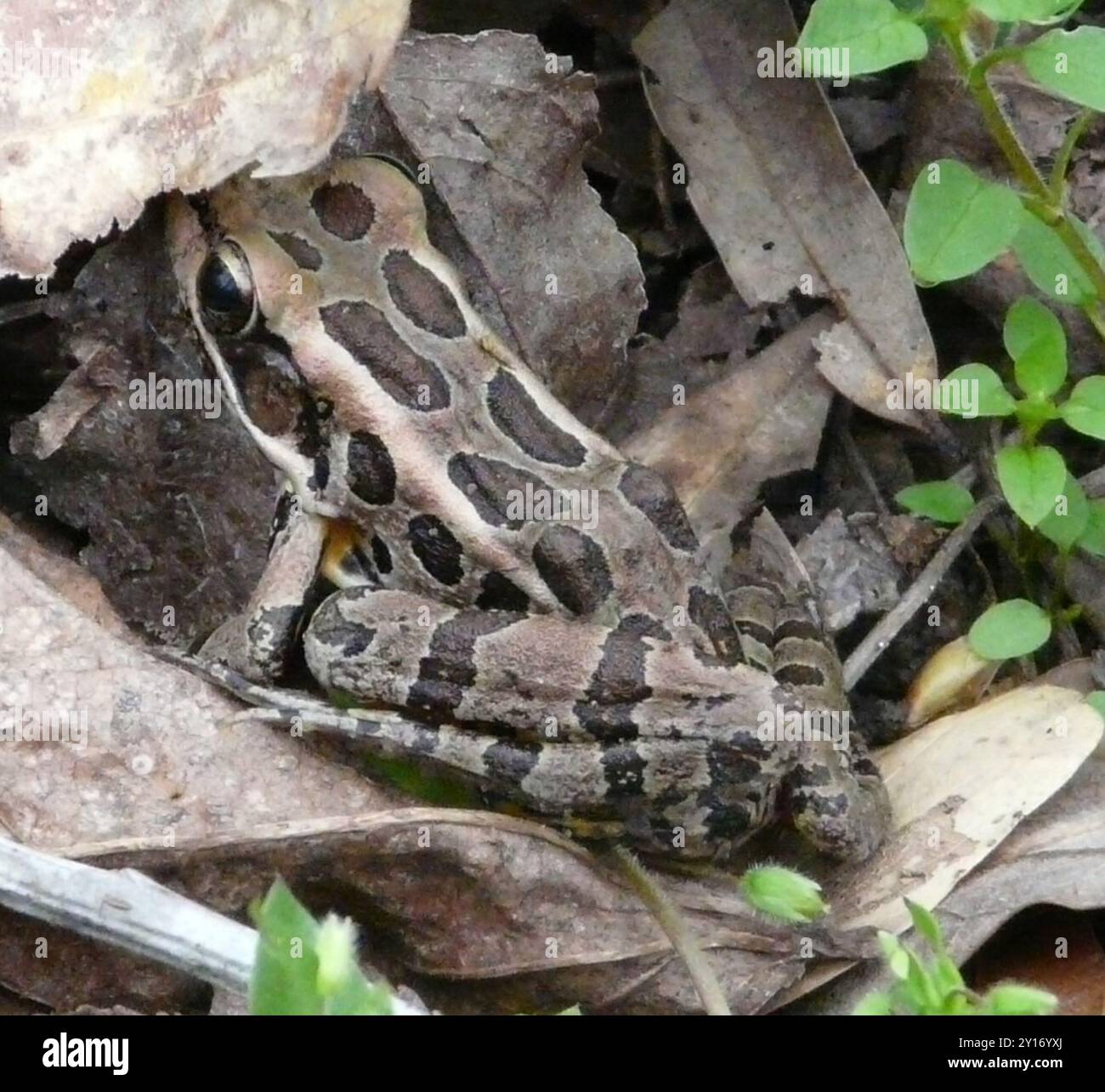 Grenouille pickerelle (Lithobates palustris) amphibie Banque D'Images