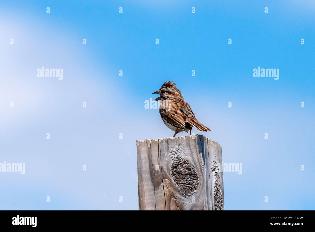 Oiseaux migrateurs Banque D'Images