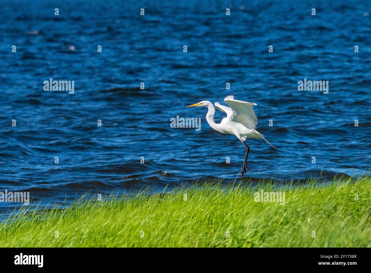 Aigrette neigeuse Banque D'Images