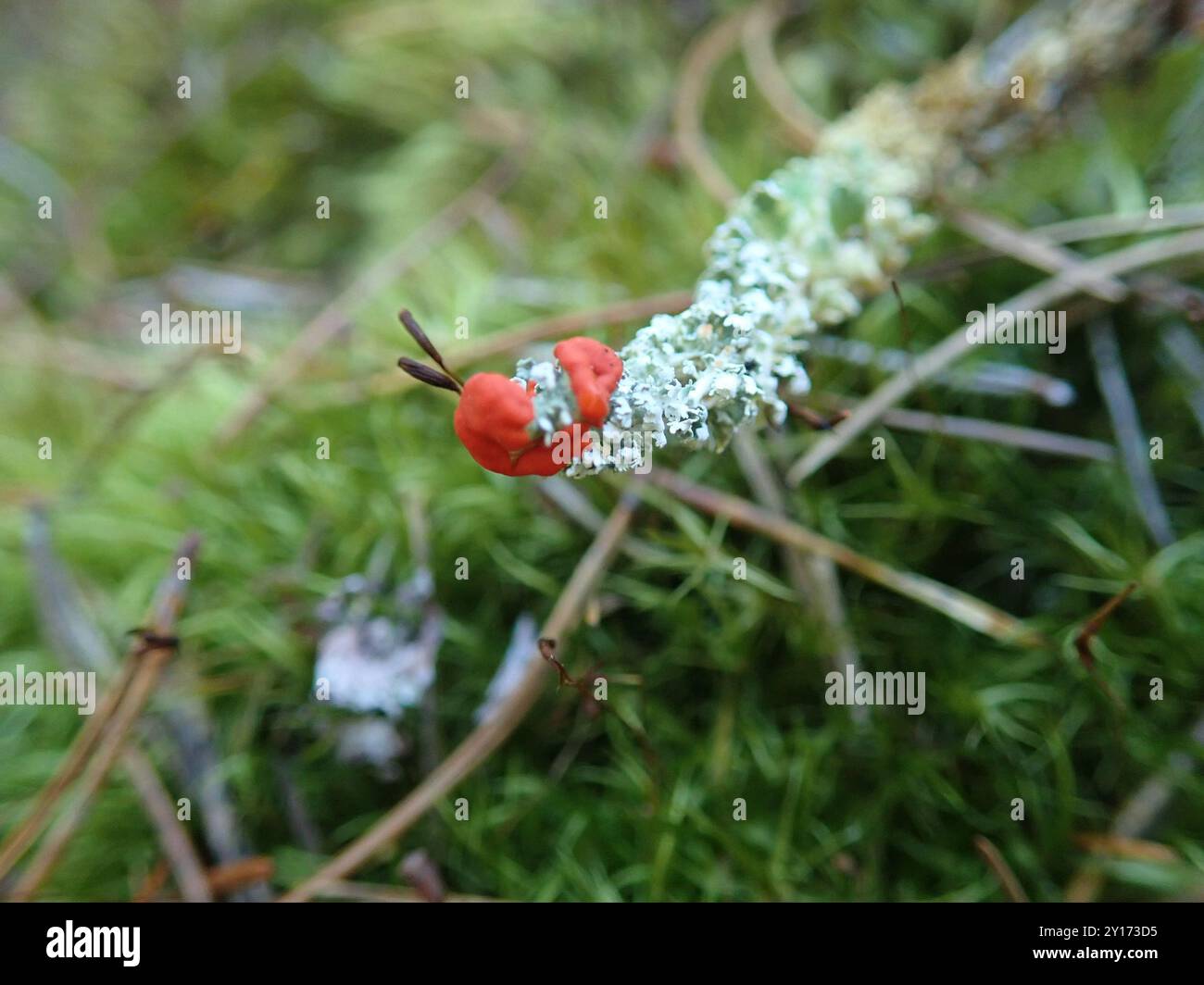 Soldats jouets (Cladonia bellidiflora) champignons Banque D'Images