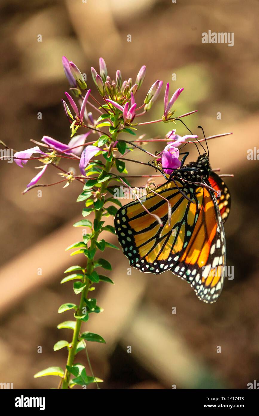 Papillon sur une fleur Banque D'Images