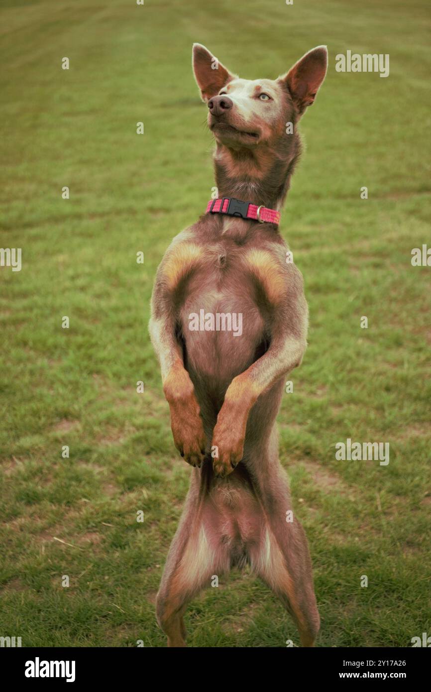 Portrait d'un chien Kelpie australien rouge debout sur des pattes arrière dans une posture kangourou en train de faire un tour de « mendier », à l'extérieur sur l'herbe. Banque D'Images