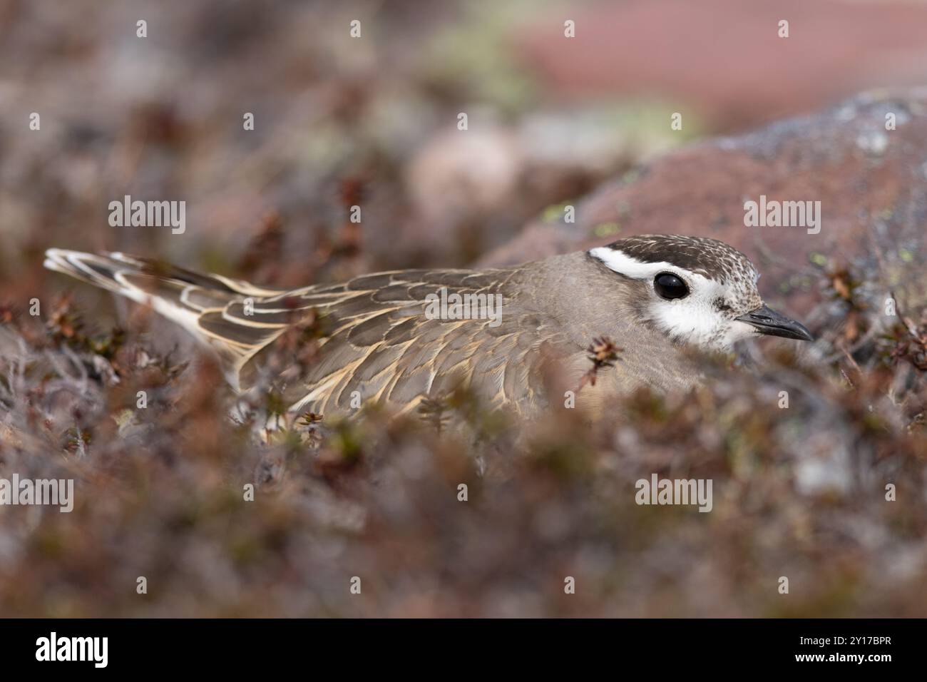 Dotterel eurasien nichant sur ses aires de reproduction en Norvège arctique, incubant ses œufs Banque D'Images