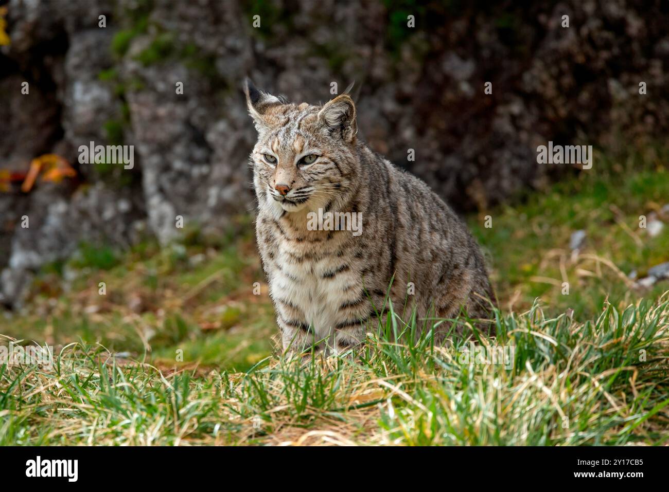 Bobcat Banque D'Images