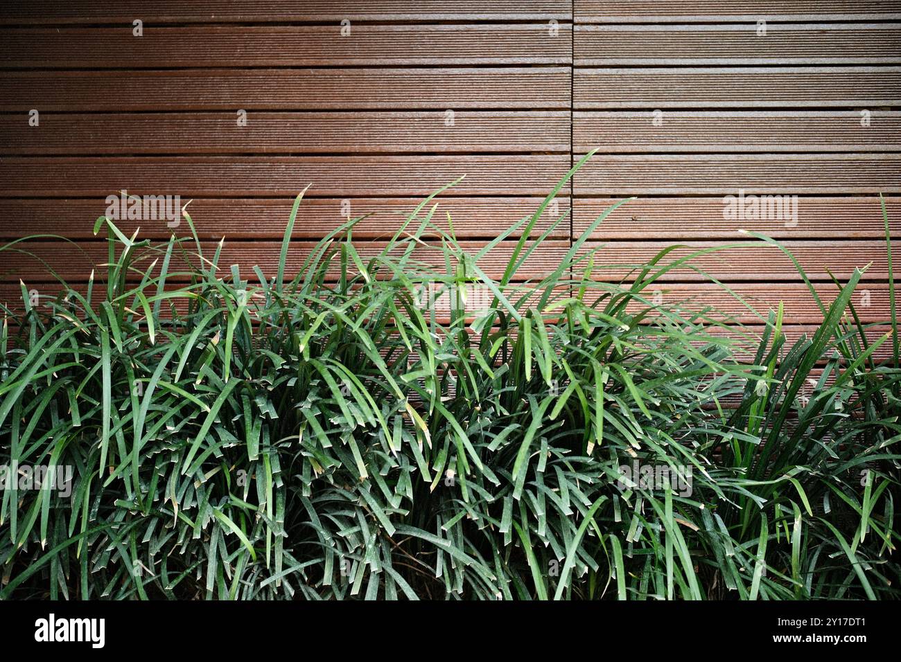 Fond mur de parquet en bois avec chlorophytum comosum ou araignée plante Banque D'Images