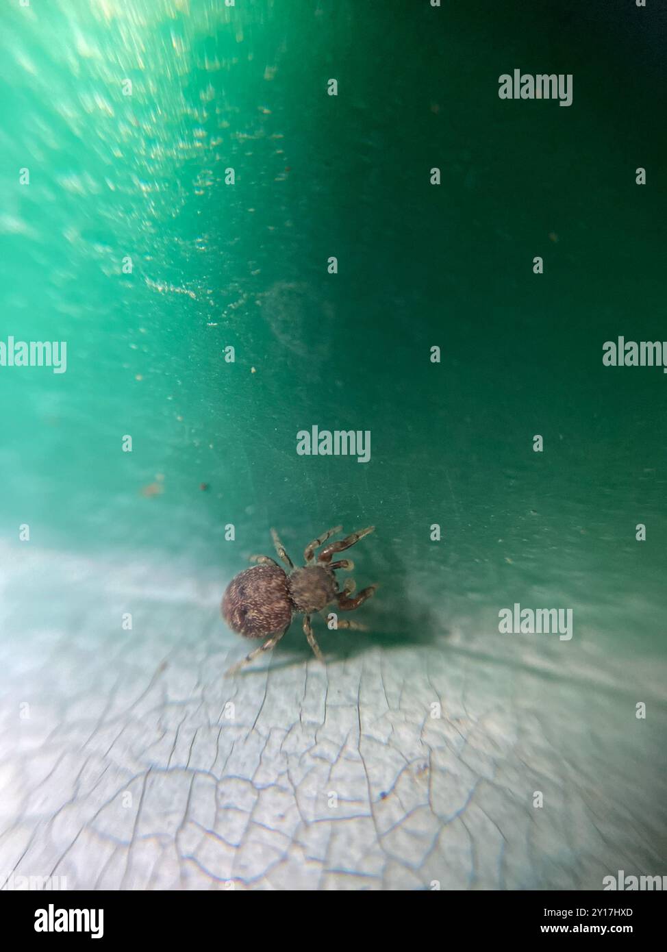 Araignée sauteuse de chêne (Ballus chalybeius) Arachnida Banque D'Images