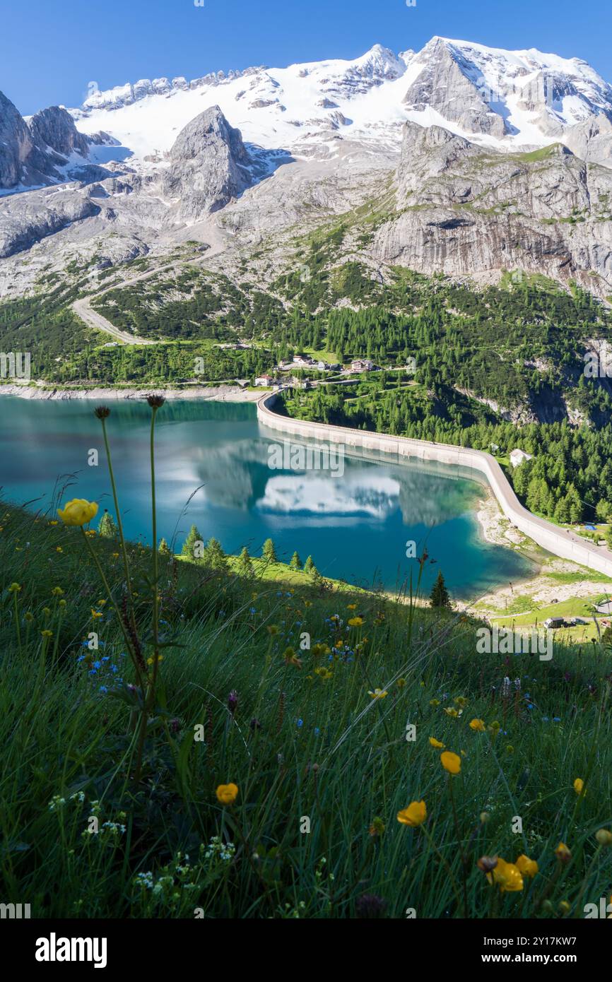 Lac Fedaia et barrage, réflexion de l'eau, fond de groupe massif de Marmolada avec glacier et fleurs au premier plan. Col des Dolomites Banque D'Images