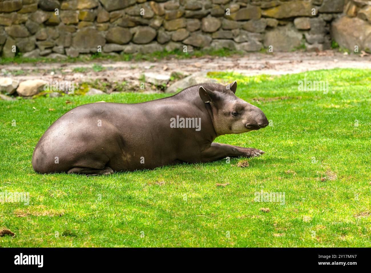 Tapir Banque D'Images