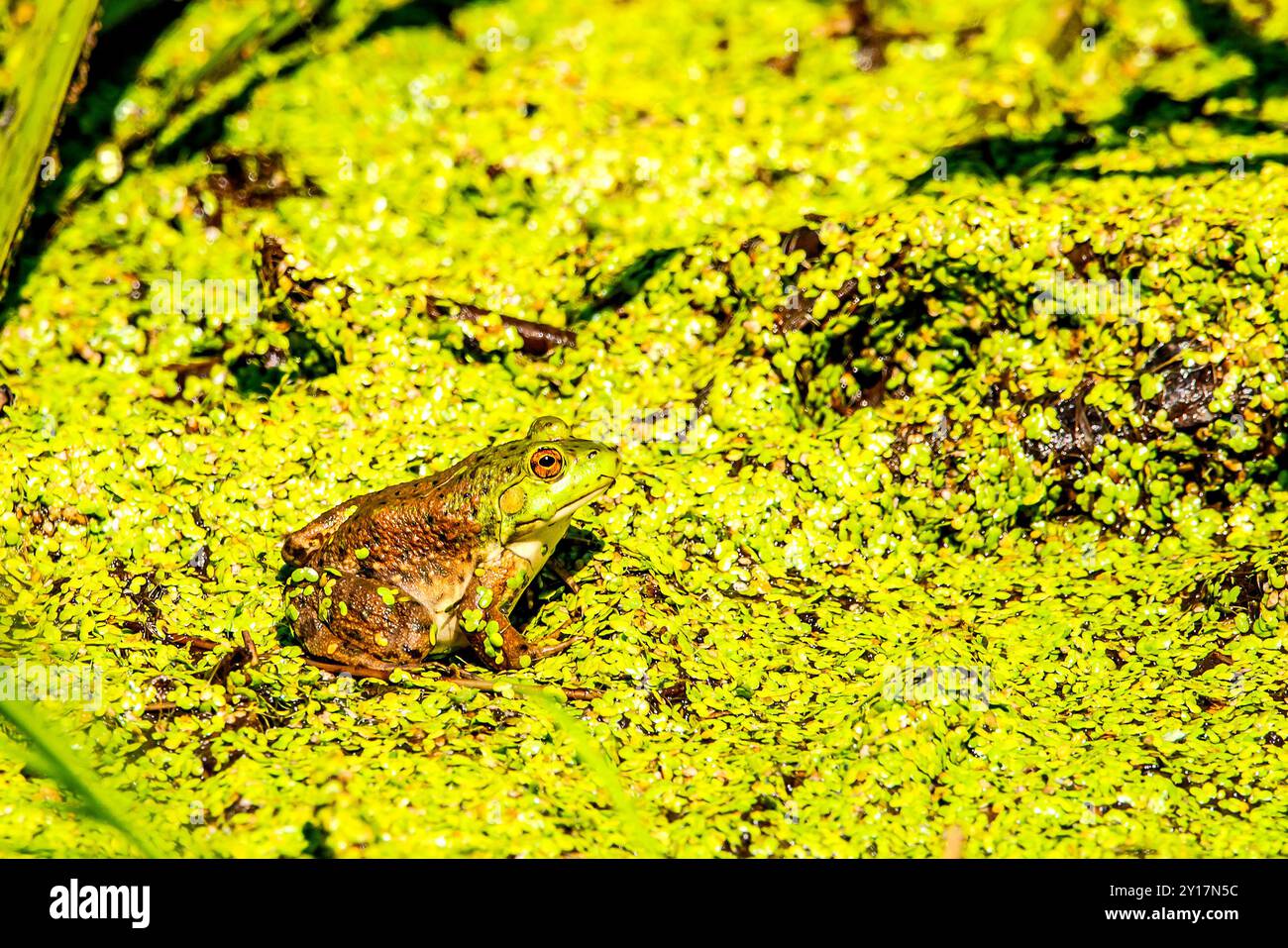 Grenouille Banque D'Images