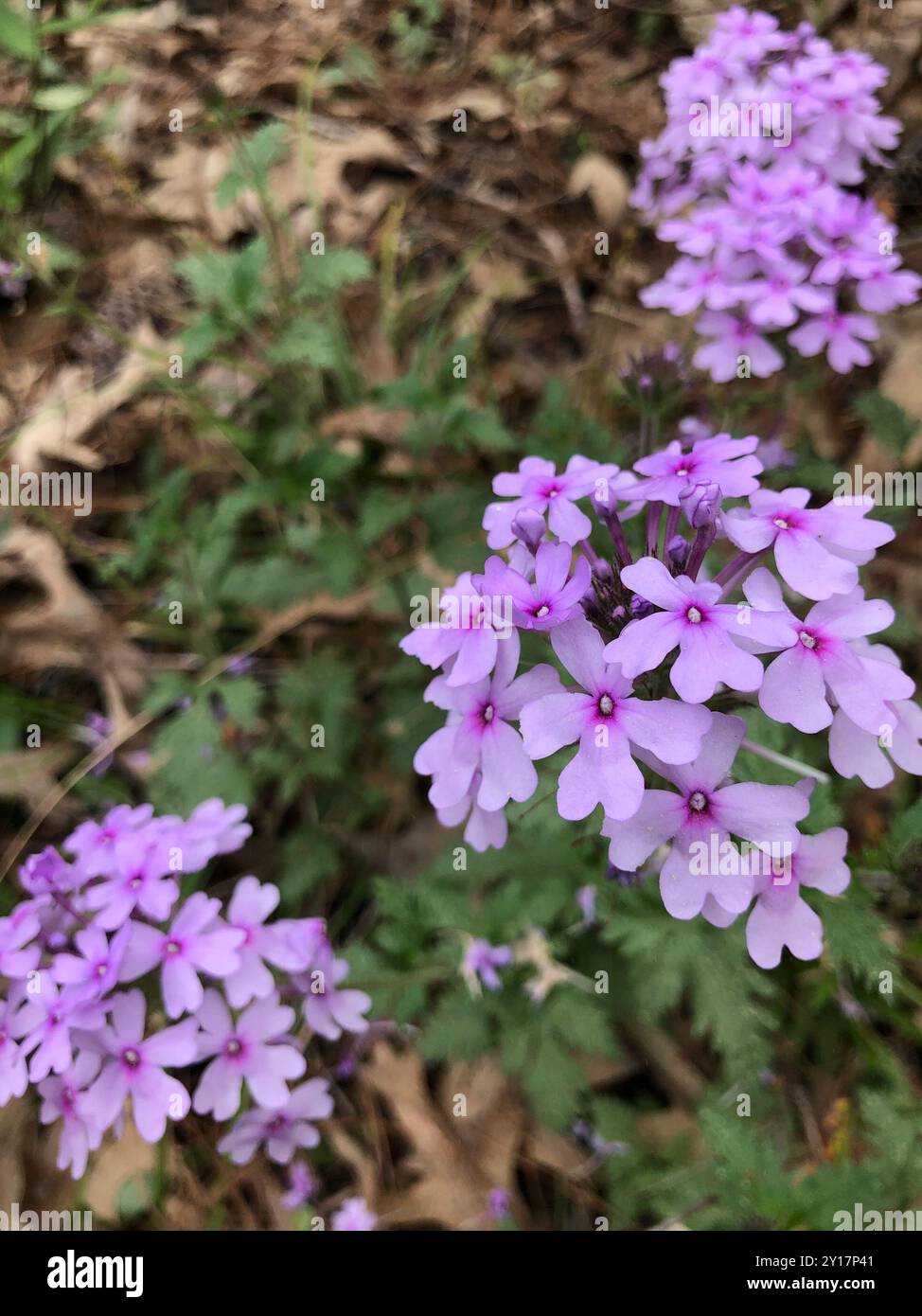 Verveine rose (Glandularia canadensis) Plantae Banque D'Images