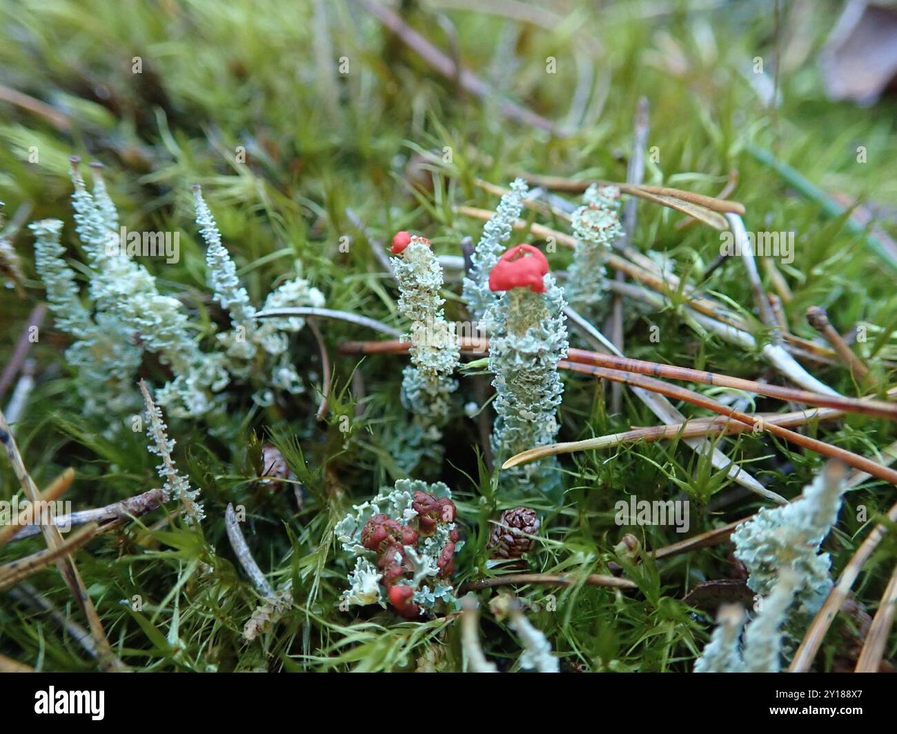 Soldats jouets (Cladonia bellidiflora) champignons Banque D'Images
