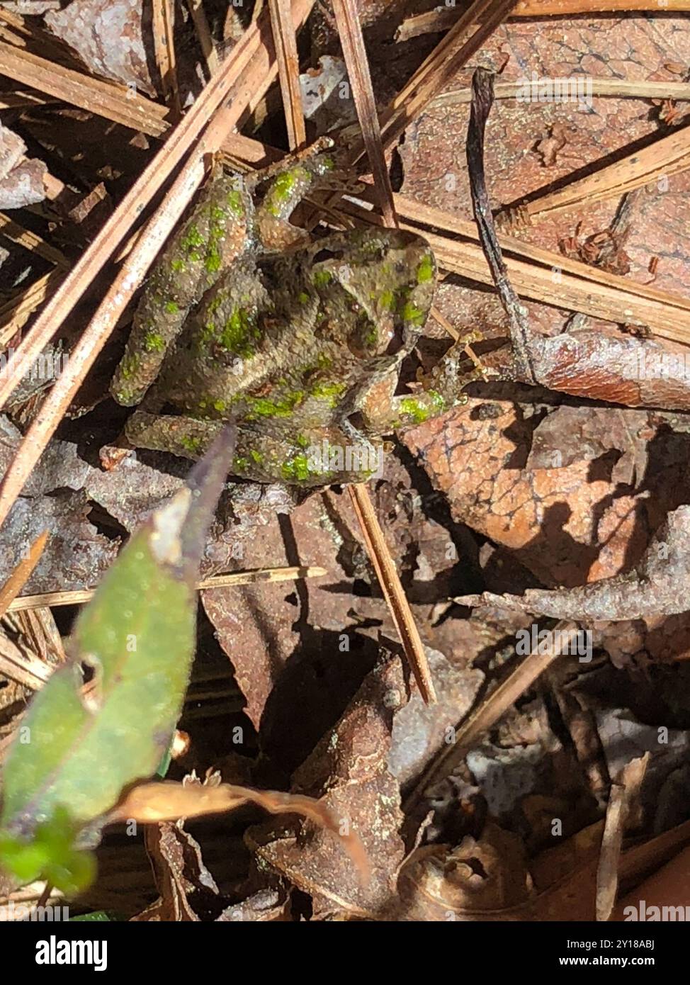 Amphibiens de grenouille cricket du Sud (Acris gryllus) Banque D'Images