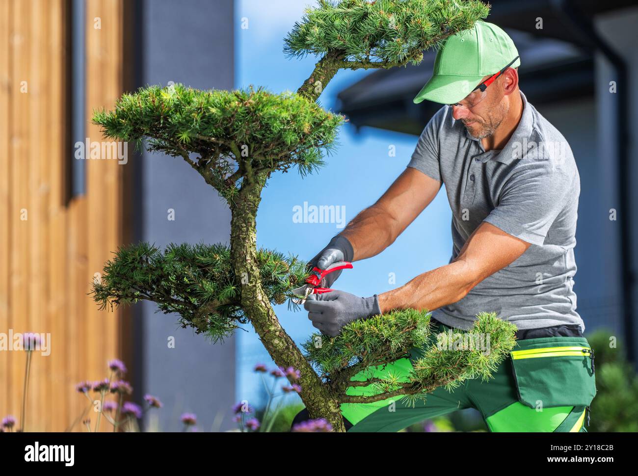 Un jardinier expérimenté élague soigneusement un bonsaï luxuriant, en veillant à ce que sa forme soit maintenue tout en profitant d'un temps agréable dans un cadre de jardin magnifique Banque D'Images
