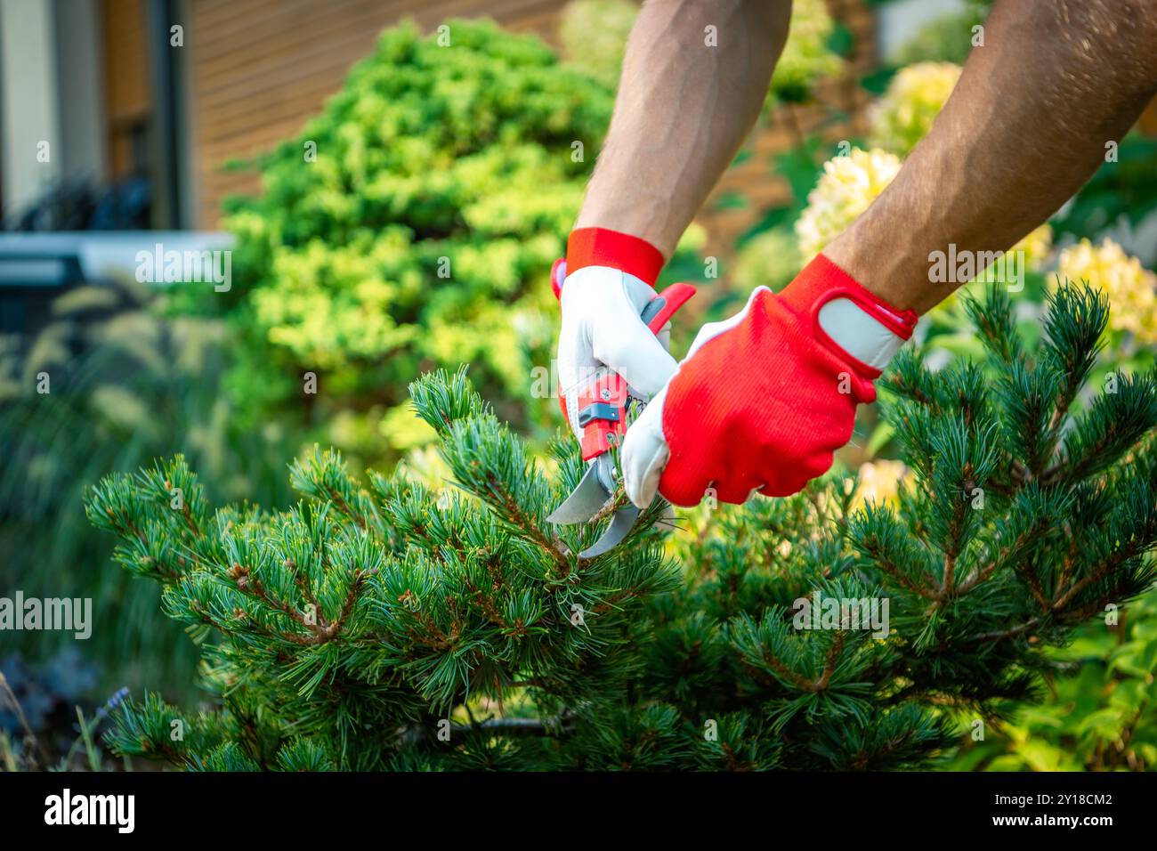 Un jardinier habile, portant des gants, coupe soigneusement les arbustes à feuilles persistantes avec des sécateurs dans un jardin vibrant. Le soleil jette une lueur chaude sur le g. Banque D'Images