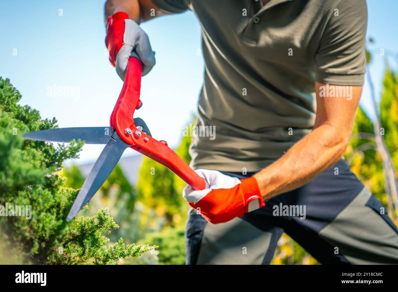 Un jardinier utilise des cisailles à élaguer robustes pour tailler les arbustes dans un jardin vibrant, profitant du climat chaud du printemps sous un ciel clair. Banque D'Images