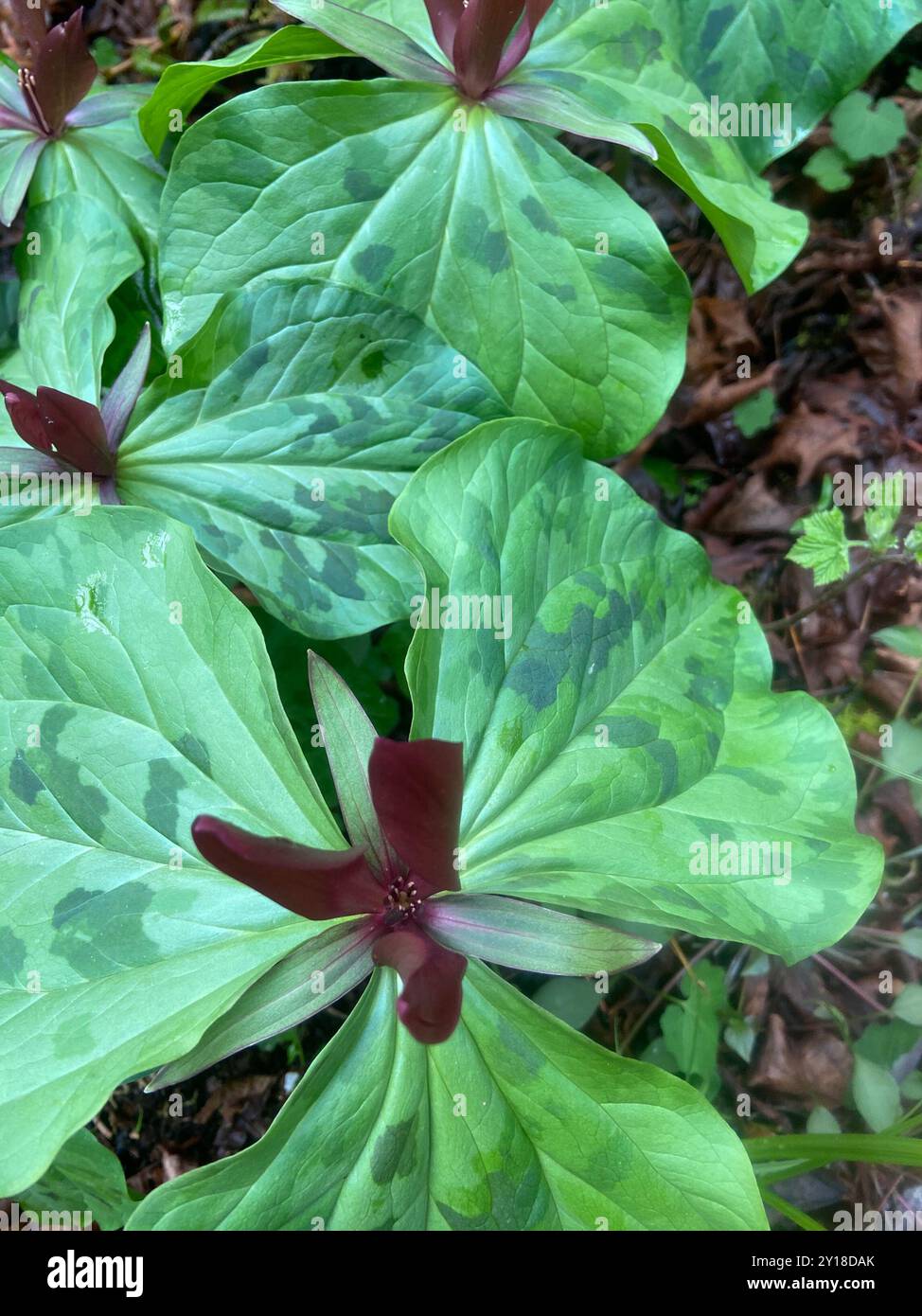 wakerobin (Trillium kurabayashii) Plantae violet géant Banque D'Images