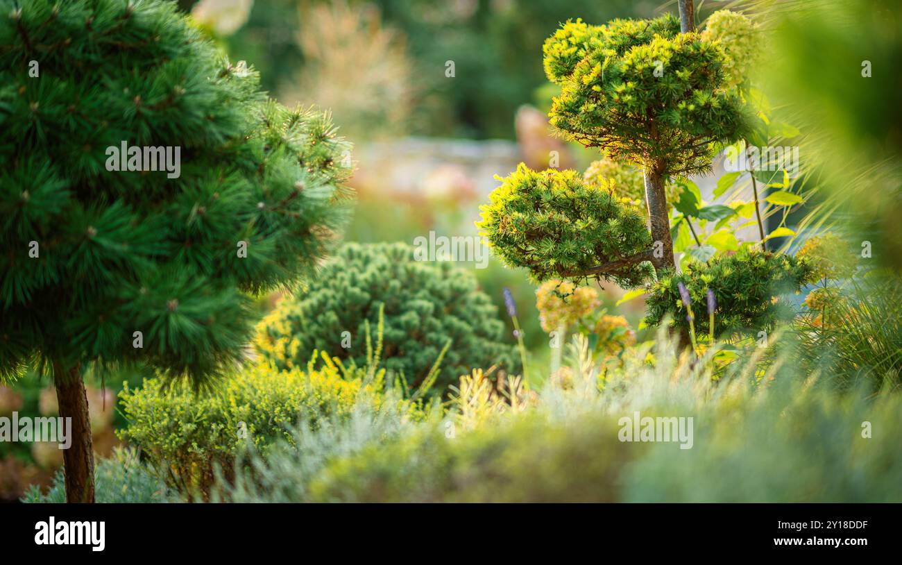 Différents types de verdure créent une atmosphère sereine dans un jardin magnifiquement entretenu, mettant en valeur des formes uniques et des couleurs vibrantes pendant la journée. Banque D'Images