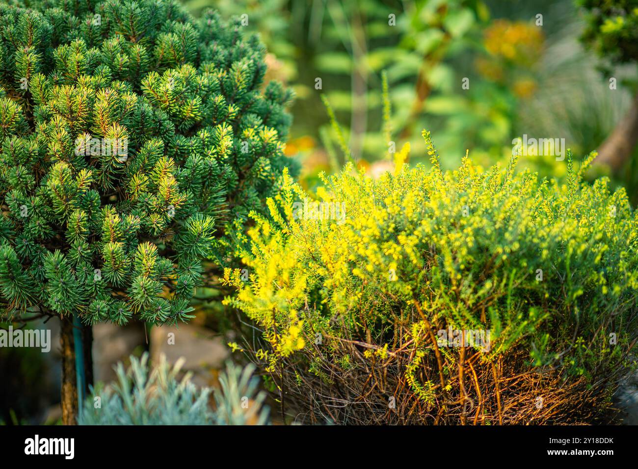 Un beau jardin rempli de plantes variées, présentant un riche feuillage vert et des couleurs vibrantes illuminées par la lueur chaude du soleil couchant. Banque D'Images