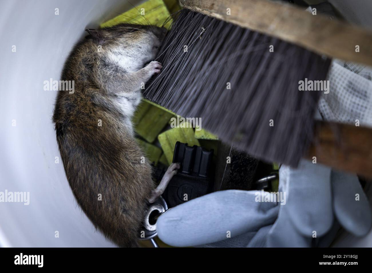 DEN HAAG - Un rat mort dans une boîte de leurre dans le Van der Vennepark. Les employés de Haagse milieu services (HMS) de la municipalité font partie de ceux qui s'occupent de la lutte contre les parasites tels que les rats. ANP RAMON VAN FLYMEN netherlands Out - belgique Out Credit : ANP/Alamy Live News Banque D'Images