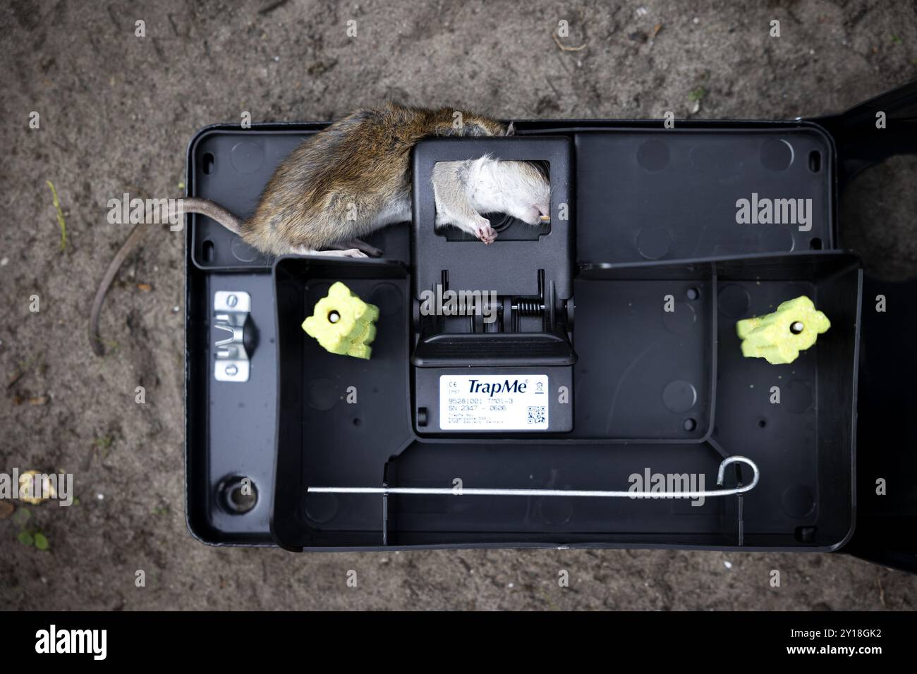 DEN HAAG - Un rat mort dans une boîte de leurre dans le Van der Vennepark. Les employés de Haagse milieu services (HMS) de la municipalité font partie de ceux qui s'occupent de la lutte contre les parasites tels que les rats. ANP RAMON VAN FLYMEN netherlands Out - belgique Out Credit : ANP/Alamy Live News Banque D'Images