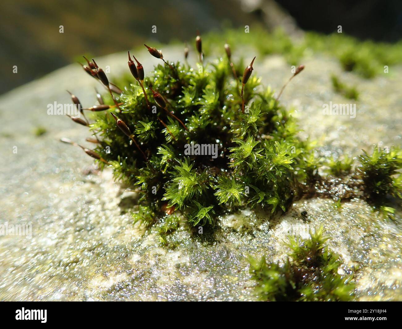 Jaune Fringe-Moss (Racomitrium aciculare) Plantae Banque D'Images