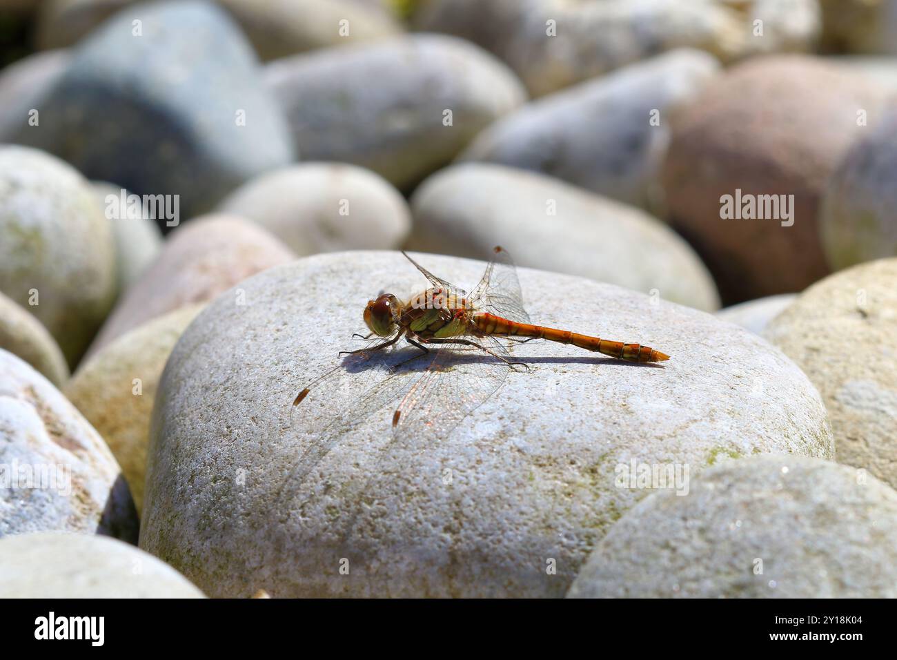 Mâle Darter commun, Sympetrum striolatum, dans un jardin à Darlington, dans le comté de Durham. ROYAUME-UNI Banque D'Images