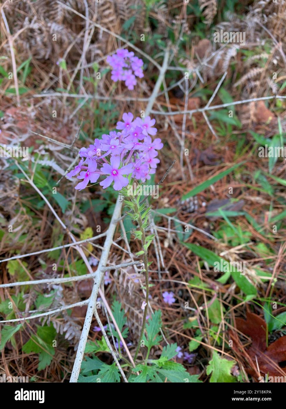 Verveine rose (Glandularia canadensis) Plantae Banque D'Images