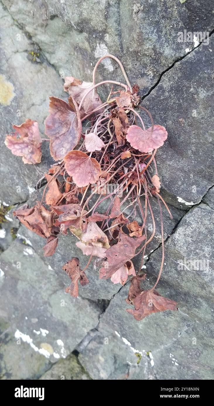 Alumroots (Heuchera) Plantae Banque D'Images