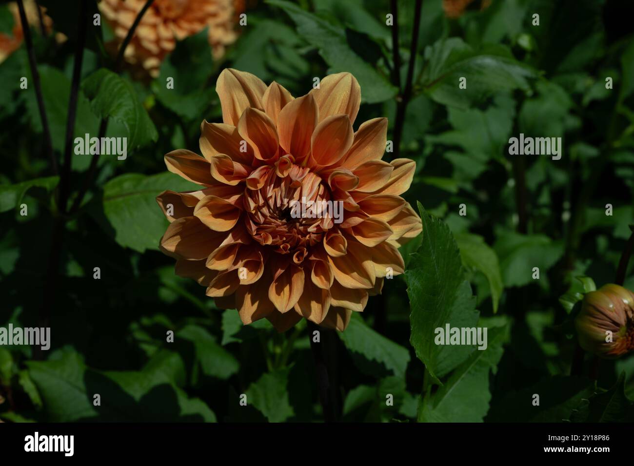 Le dahlia (nom, Hapet Red Jack) dans le jardin de dahlia Baden Baden près de l'allée lichtentaler. Baden-Baden, Baden Württemberg, Allemagne Banque D'Images