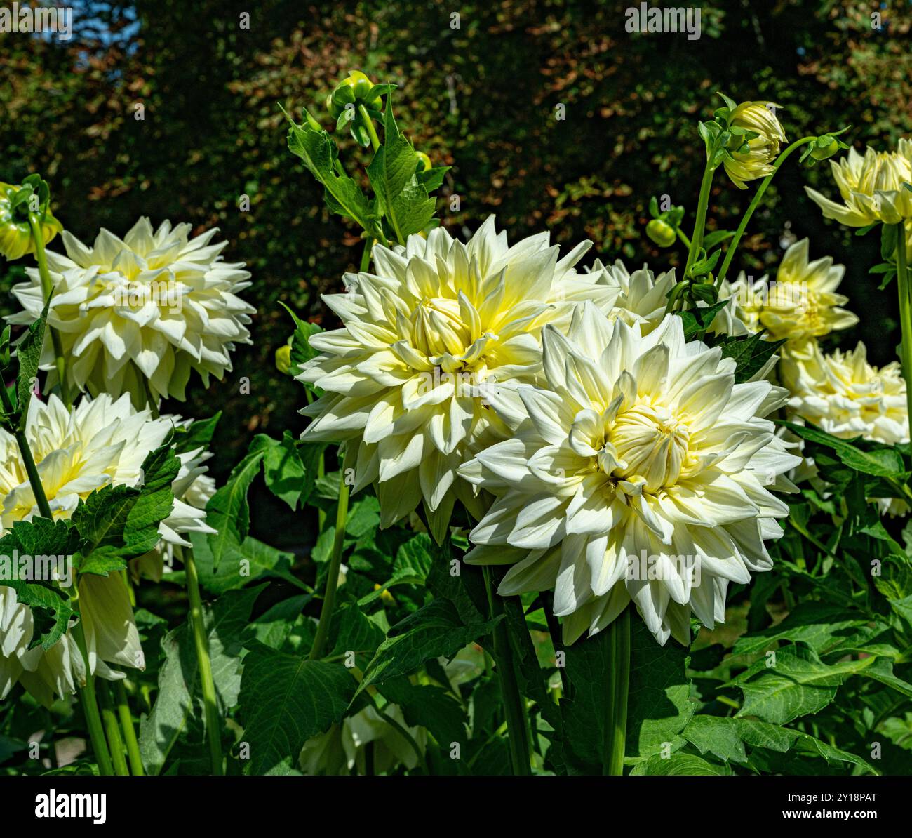 Le dahlia (nom, Alva's Supreme) dans le jardin dahlia Baden Baden près de l'allée lichtentaler. Baden Baden, Baden Wuerttemberg, Allemagne Banque D'Images