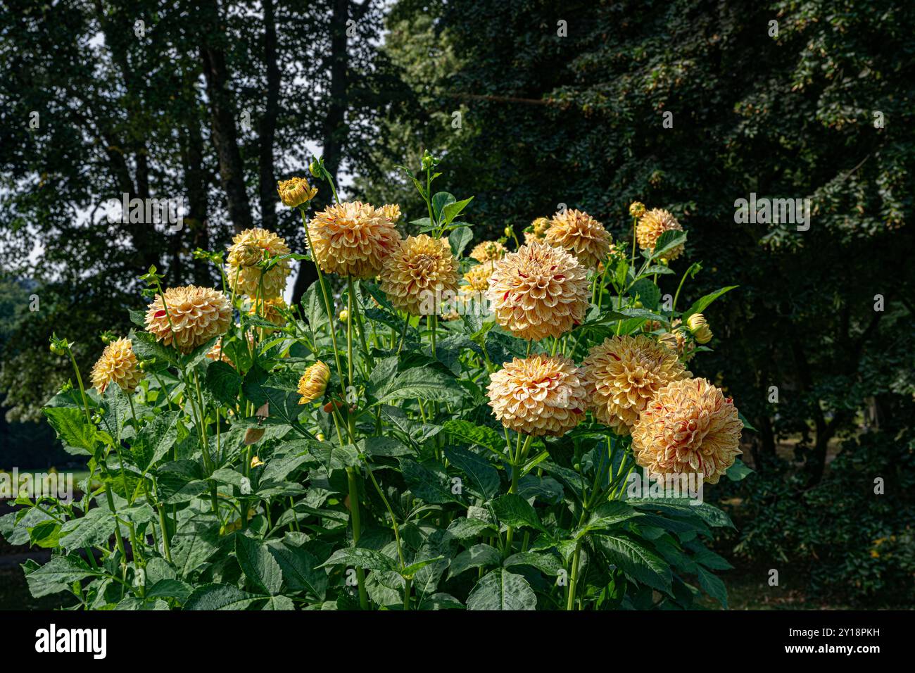 Le dahlia (nom, Hapet Gloriosa) dans le jardin de dahlia Baden Baden près de l'allée lichtentaler. Baden Baden, Baden Wuerttemberg, Allemagne Banque D'Images