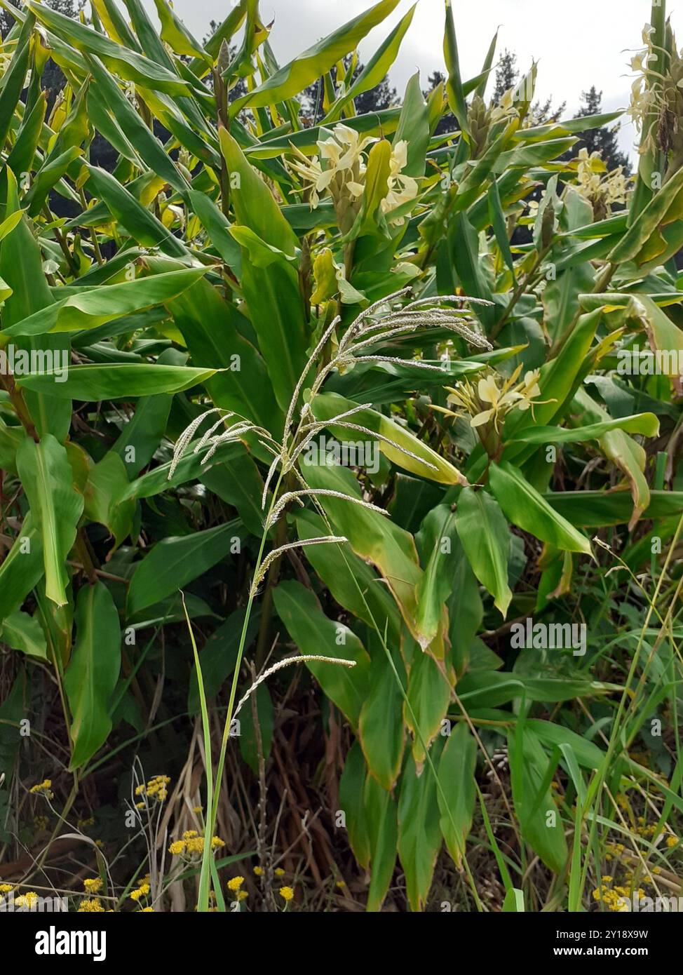 Gingembre jaune (Hedychium flavescens) Plantae Banque D'Images