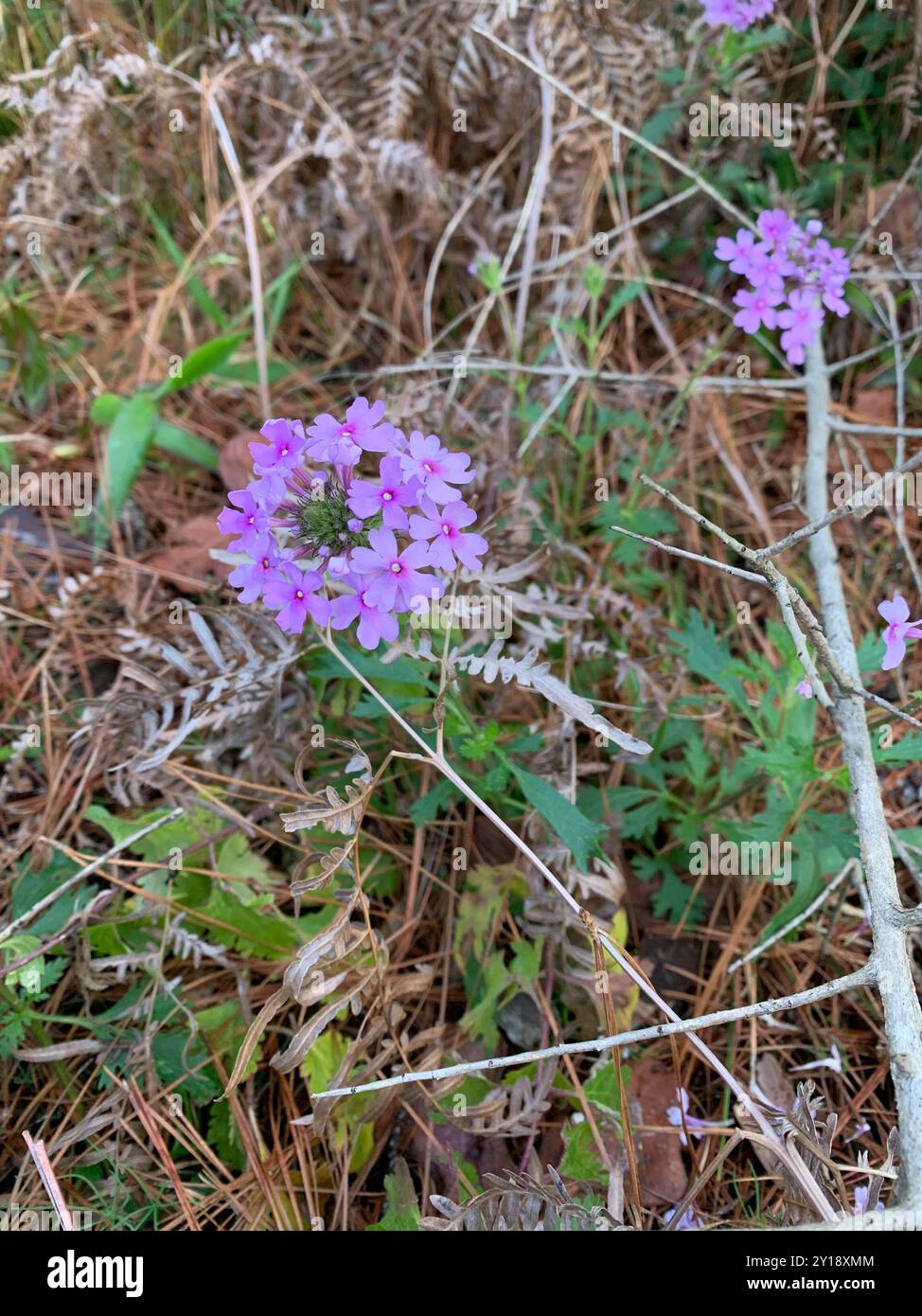 Verveine rose (Glandularia canadensis) Plantae Banque D'Images