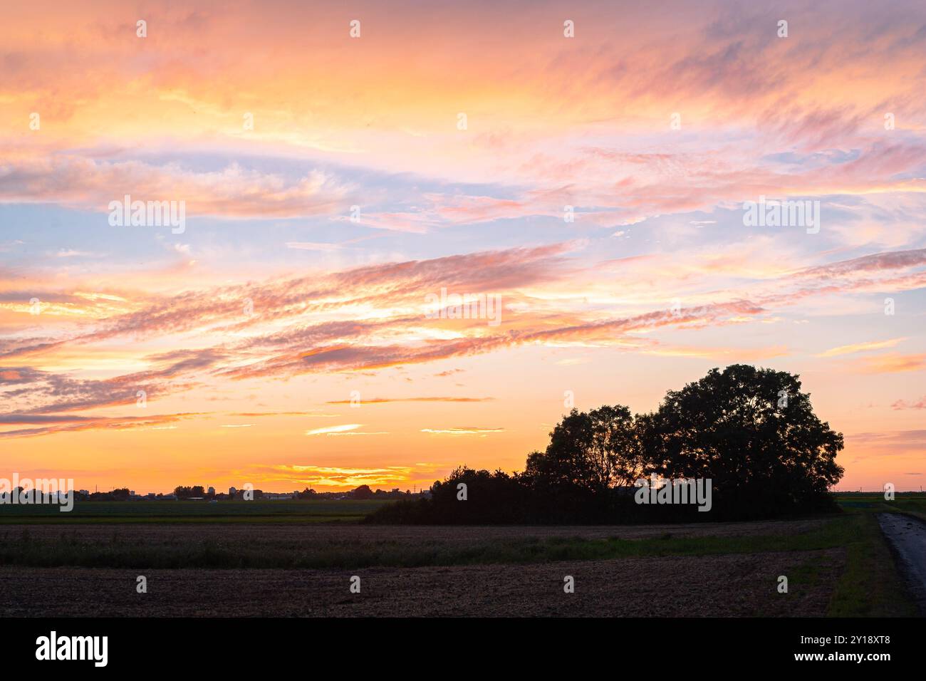 Beau ciel nocturne de couleur orange au-dessus d'un groupe d'arbres dans la campagne néerlandaise Banque D'Images