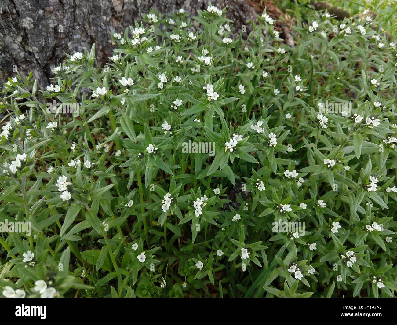 Cornet de maïs (Buglossoides arvensis) Plantae Banque D'Images