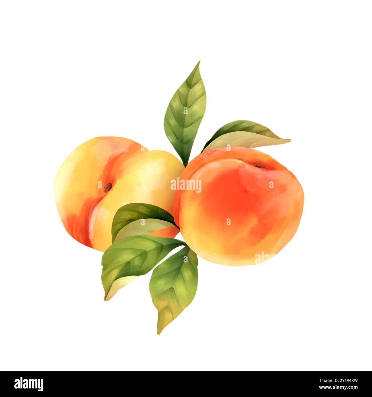 Illustration dessinée à la main de pêches et de feuilles vertes. Banque D'Images