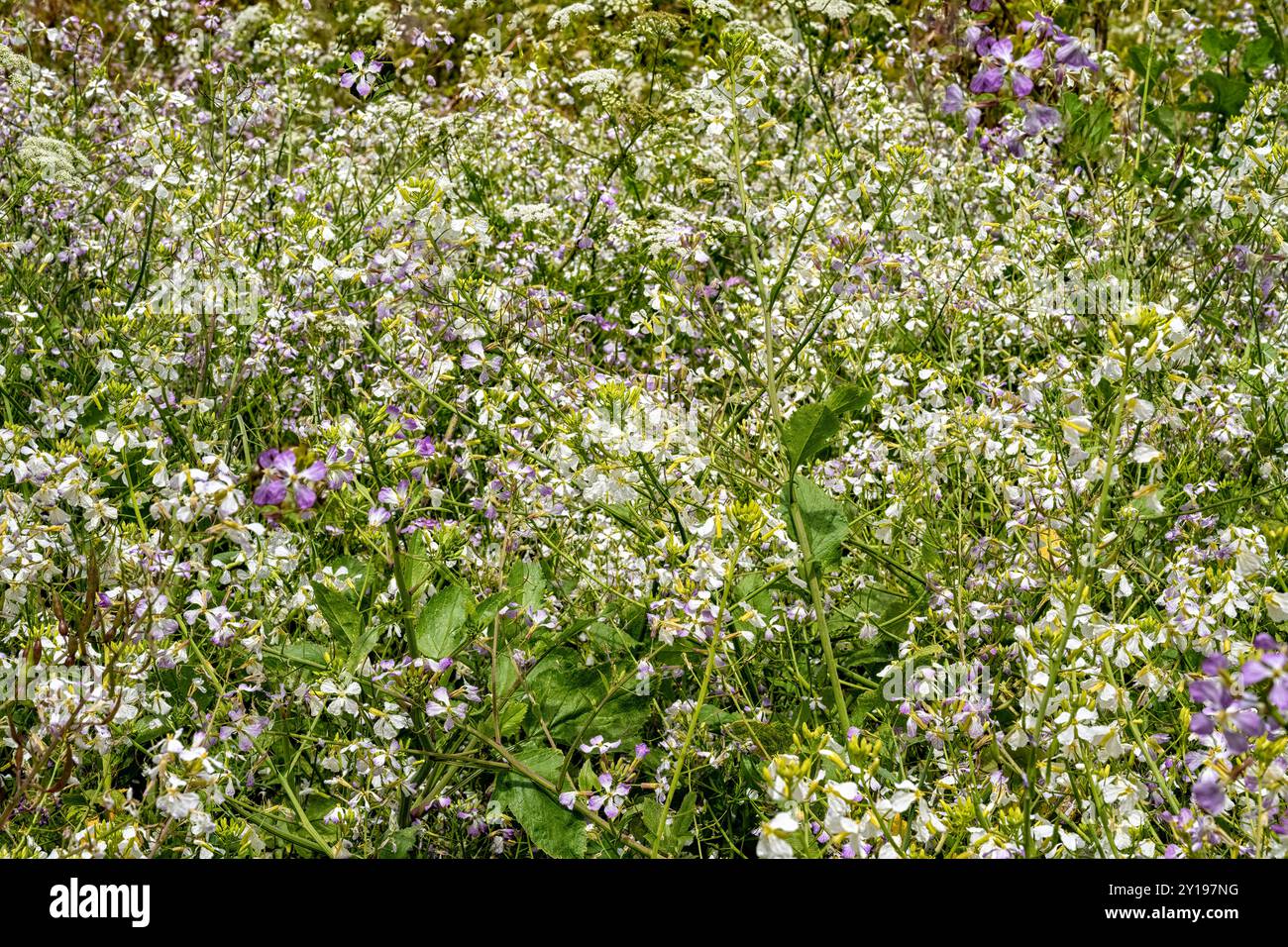 Fleur de radis. Petites fleurs de fleurs de radis. Gros plan fleur de radis colorée avec des feuilles vertes au printemps, floraison printanière Banque D'Images