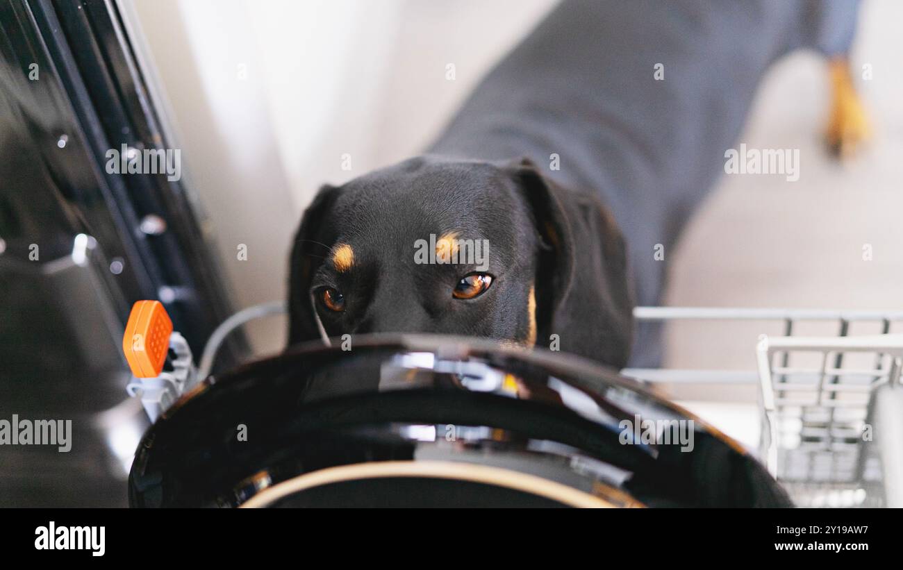 Chien saucisse sur le bord du lave-vaisselle, l'air curieux et observateur dans le cadre de la cuisine à la maison Banque D'Images
