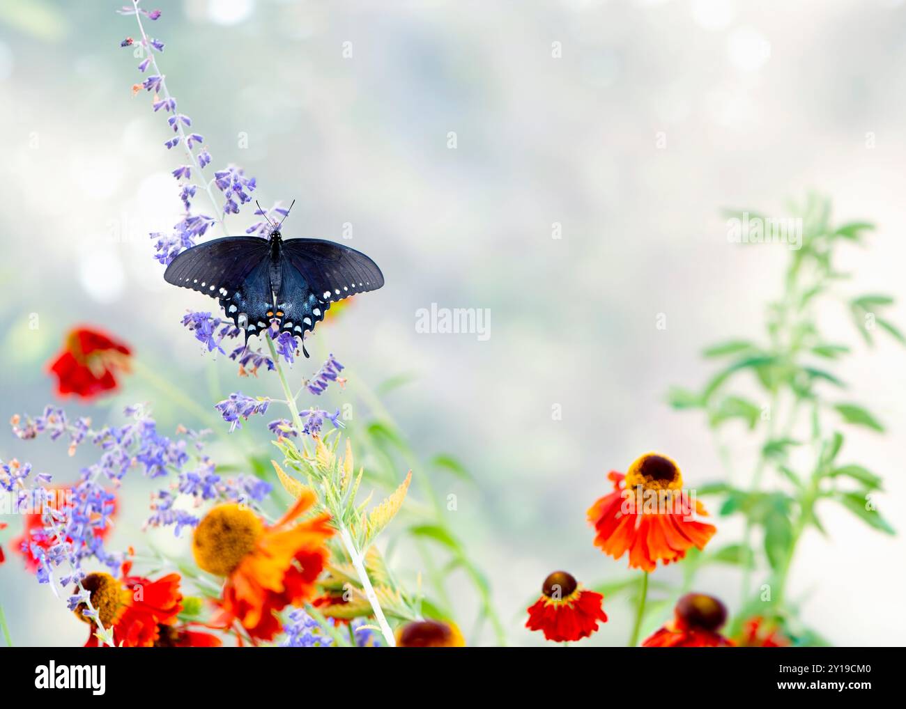 Macro d'un épicebush / papillon noir (papilio troilus) se nourrissant de fleurs de jardin - vue de dessus avec les ailes ouvertes Banque D'Images